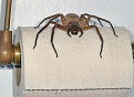 Click image for larger version

Name:	Aussie bug2.jpg
Views:	373
Size:	63.6 KB
ID:	87581