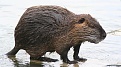 Click image for larger version

Name:	Nutria.jpg
Views:	356
Size:	151.1 KB
ID:	87941