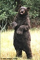 Click image for larger version

Name:	Bear Costume.jpg
Views:	621
Size:	75.5 KB
ID:	88045