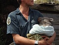 Click image for larger version

Name:	Wombat.jpg
Views:	302
Size:	257.7 KB
ID:	88862