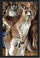 Click image for larger version

Name:	Kangaroo bags_2013.jpg
Views:	956
Size:	61.5 KB
ID:	89171