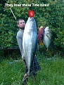 Click image for larger version

Name:	Ross and fishes.jpg
Views:	277
Size:	279.3 KB
ID:	94300