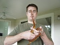 Corn Snakes are very common in Florida - Seffner, FL